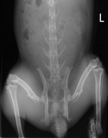 Jacks' initial radiograph