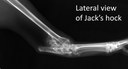 Labelled image of Jack's hock lateral