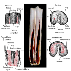 Innervation and formation of new dental tissue in a mandibular cheek tooth