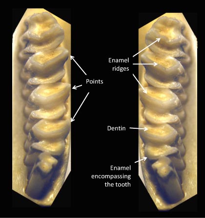 Occlusal surfaces of the mandibular cheek teeth (labelled)