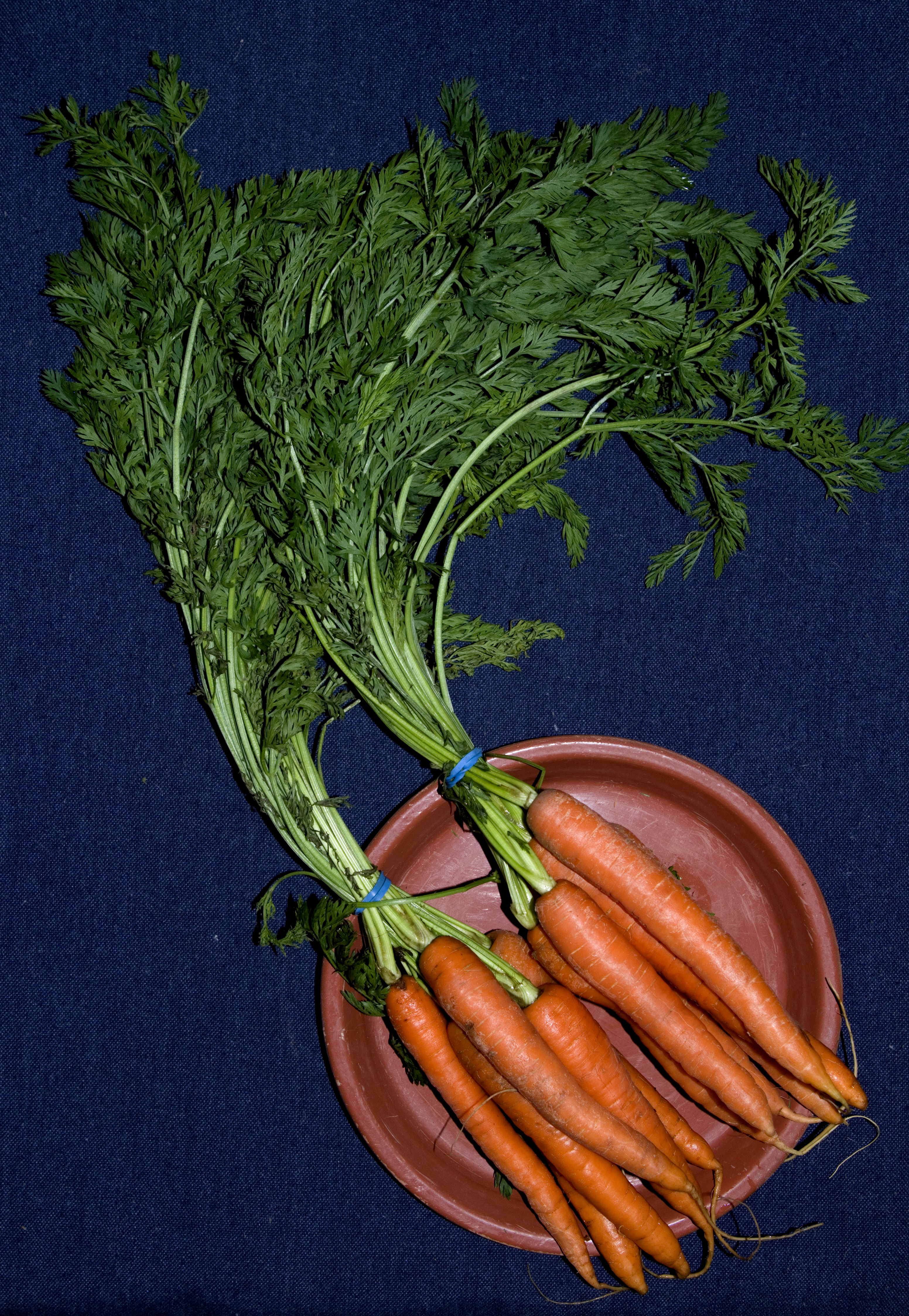 Carrots and carrot tops (1.5-2 bunches)
