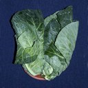 Spring cabbage (150g)