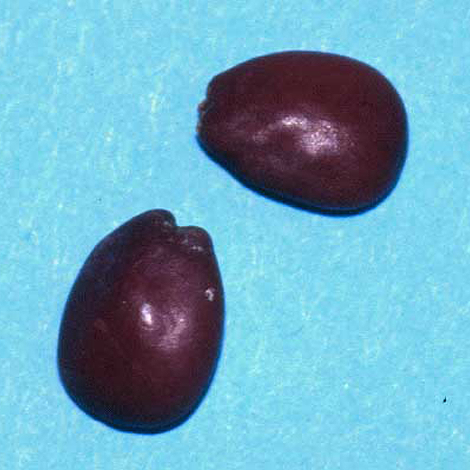Locust bean seeds
