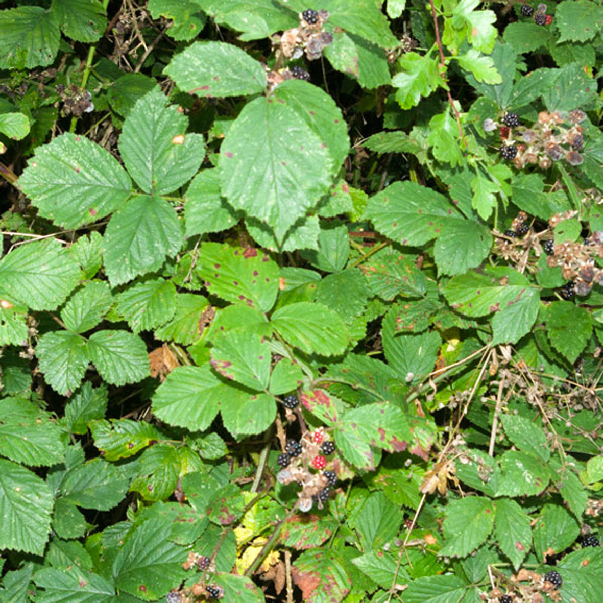 Blackberry leaves