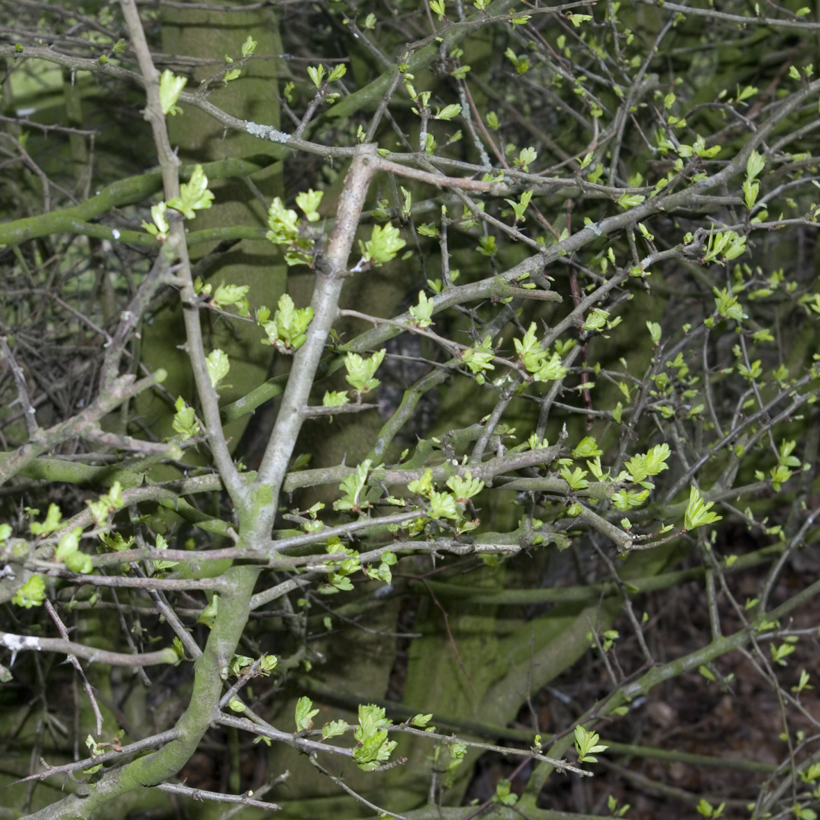 Hawthorn (new leaves)