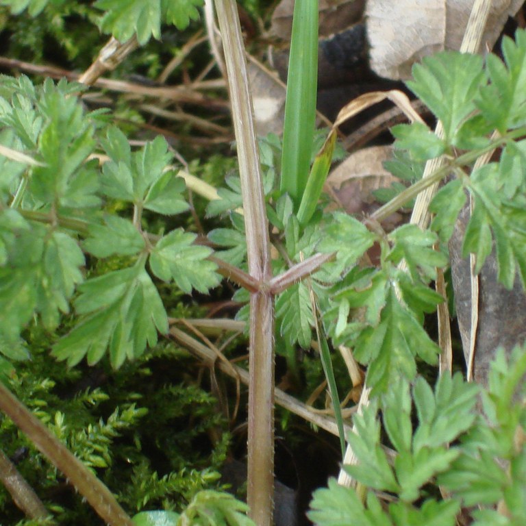 Cow Parsley stem with groove