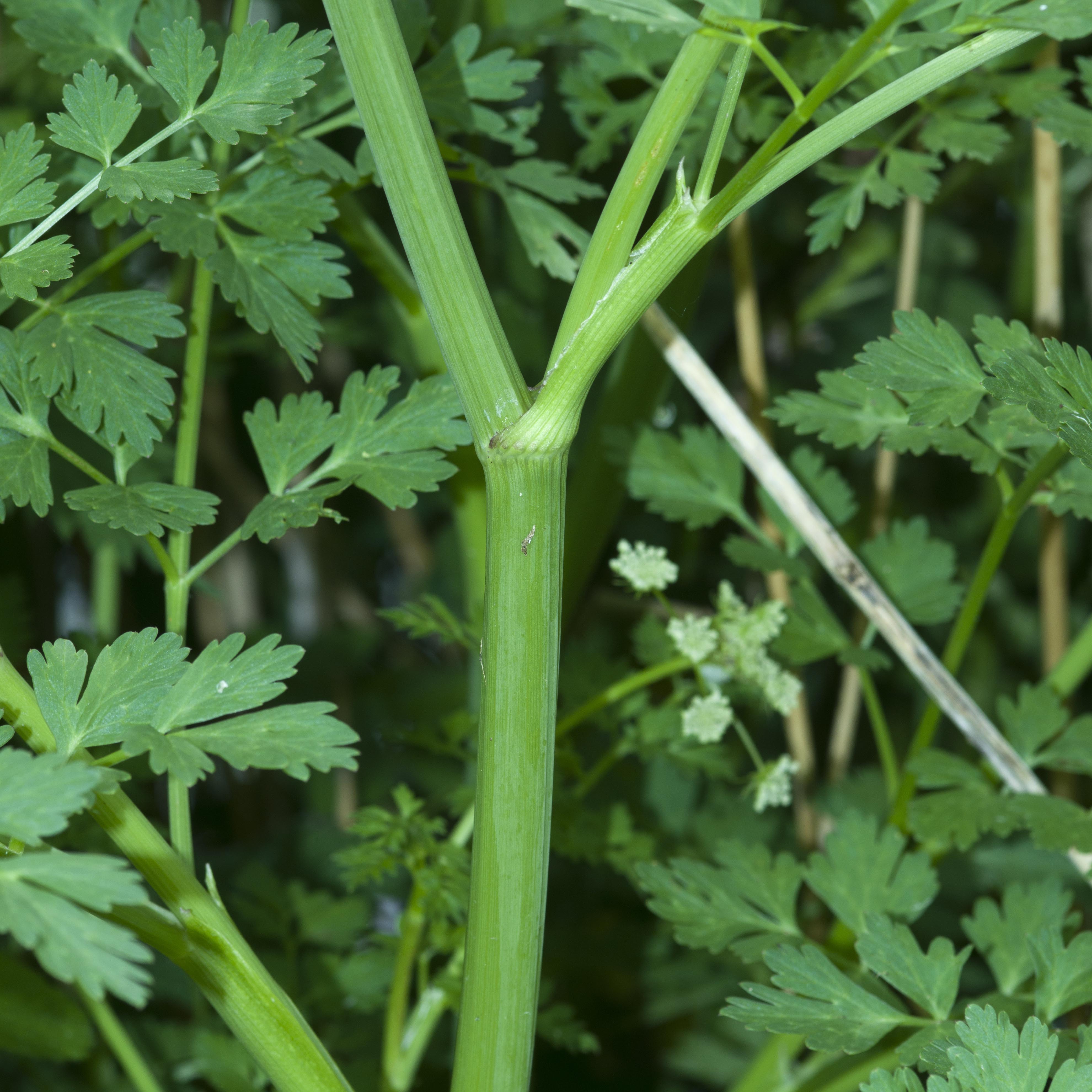 Cow parsley main stems