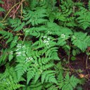 Sweet Cicely leaves with characteristic marks