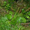 Plantain (broad-leaved)