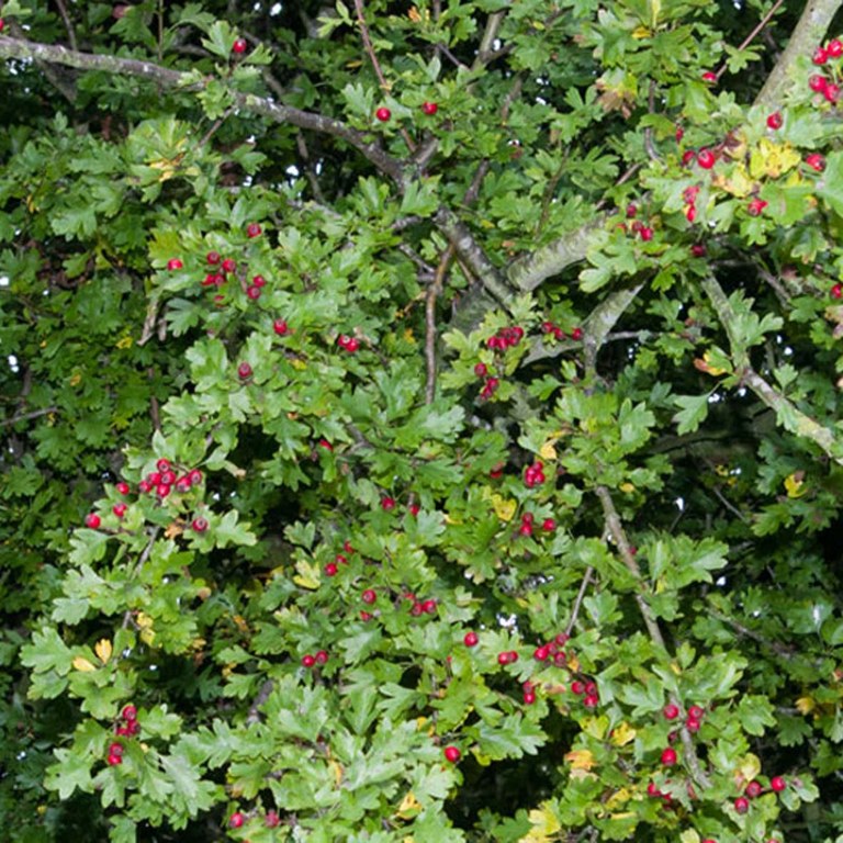 Hawthorn (with Berries)