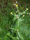 Sow thistle (another variety)
