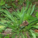 Plantain (narrow-leaved)