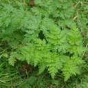 Sweet Cicely leaves