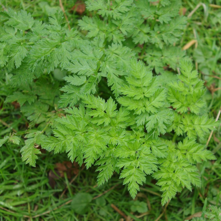 Sweet Cicely leaves