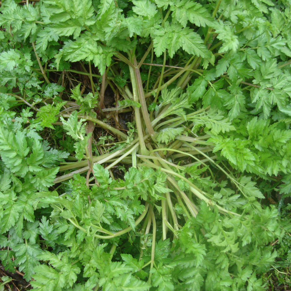 Cow Parsley- foliage with grooved stems