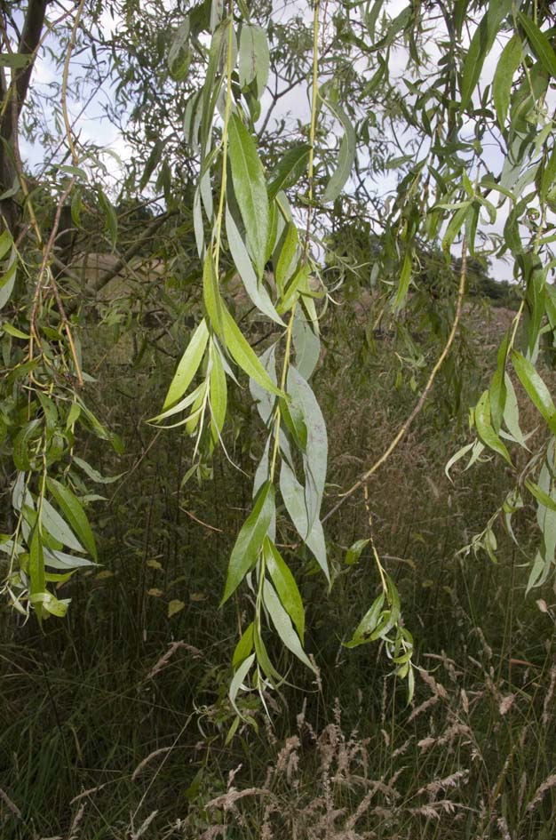 Weeping Willow leaves