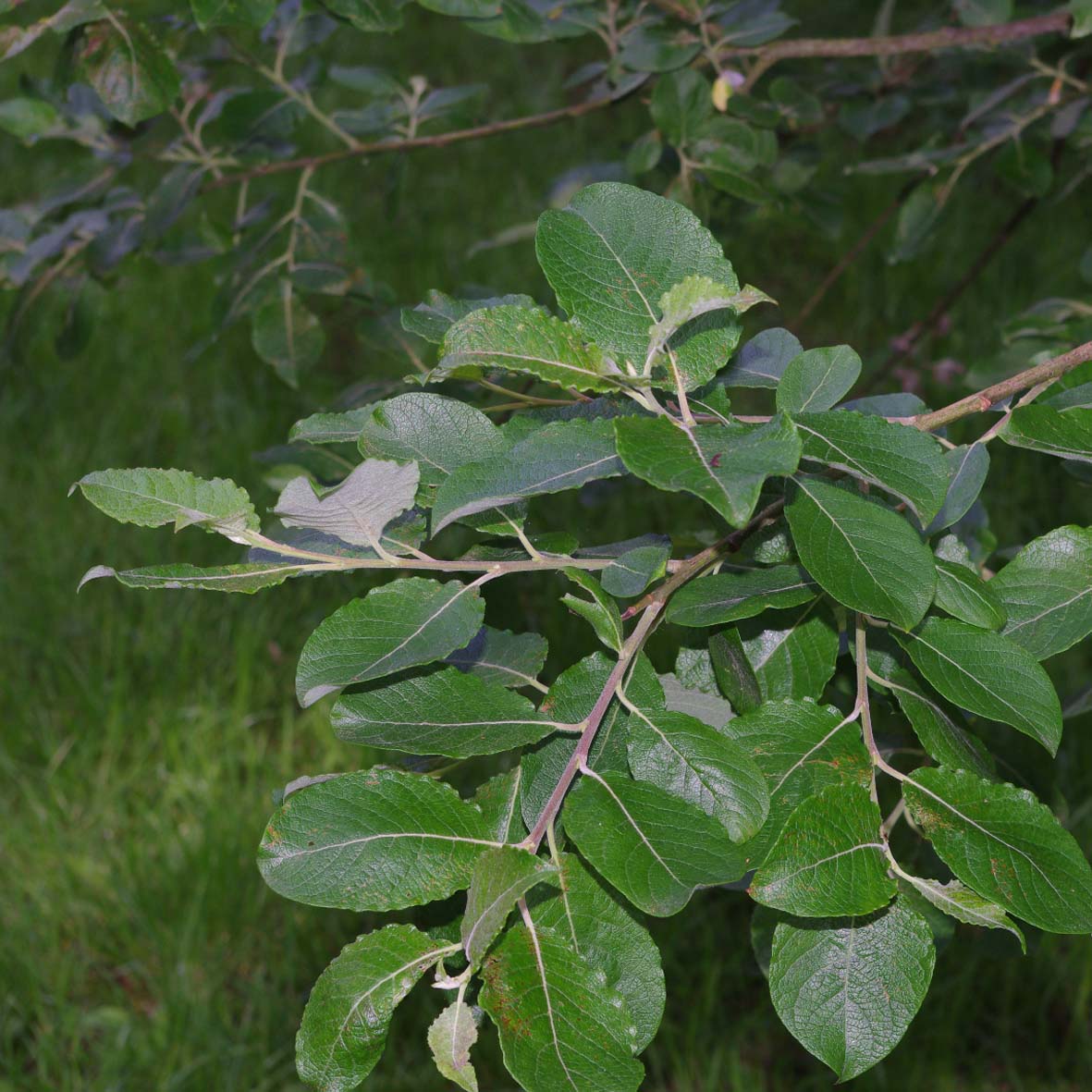 Willow (goat willow) leaves