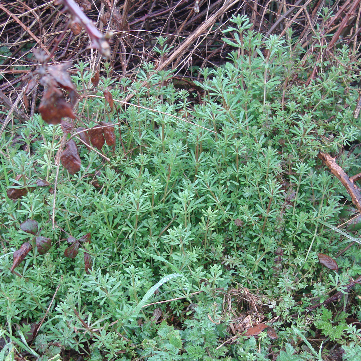 Goosegrass (early growth)