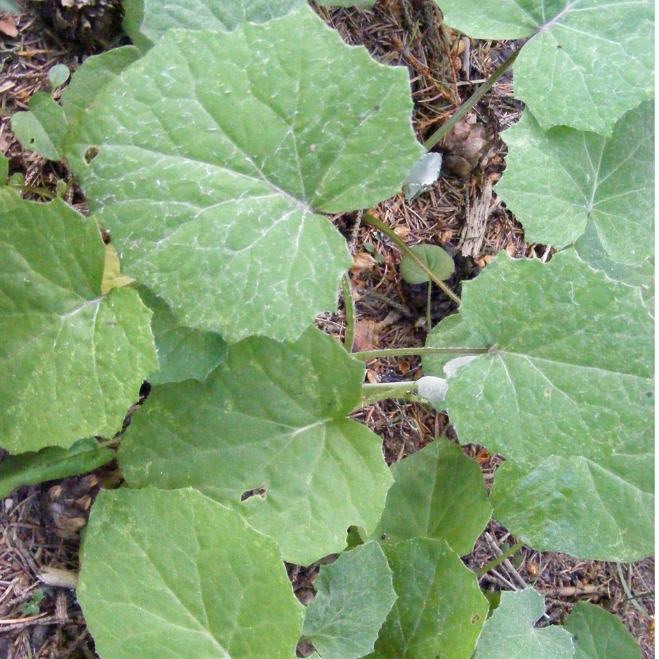 Coltsfoot leaves