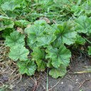 Mallow leaves