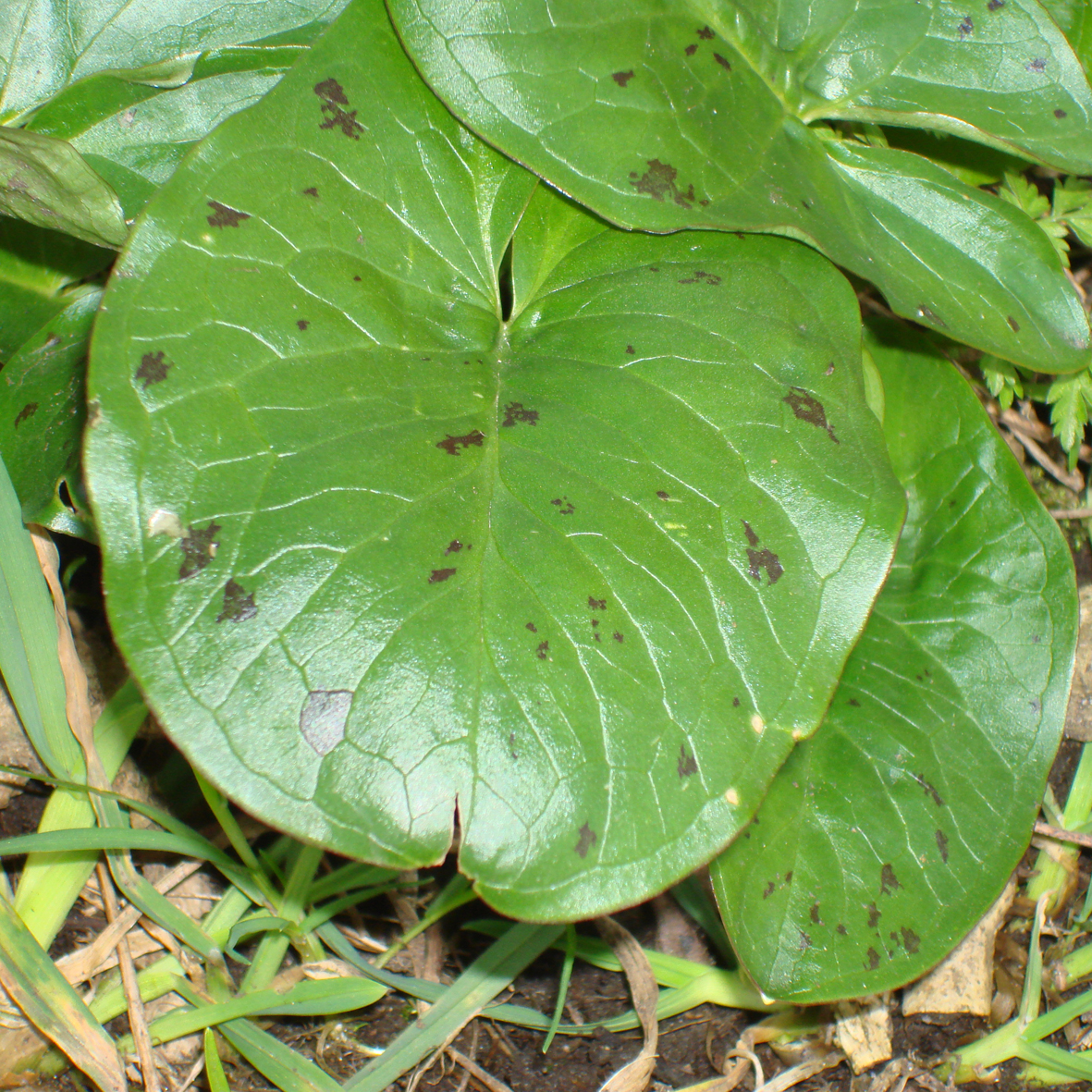 Cuckoo pint leaves with speckles