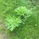 Giant Hogweed new growth