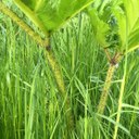Giant Hogweed stems