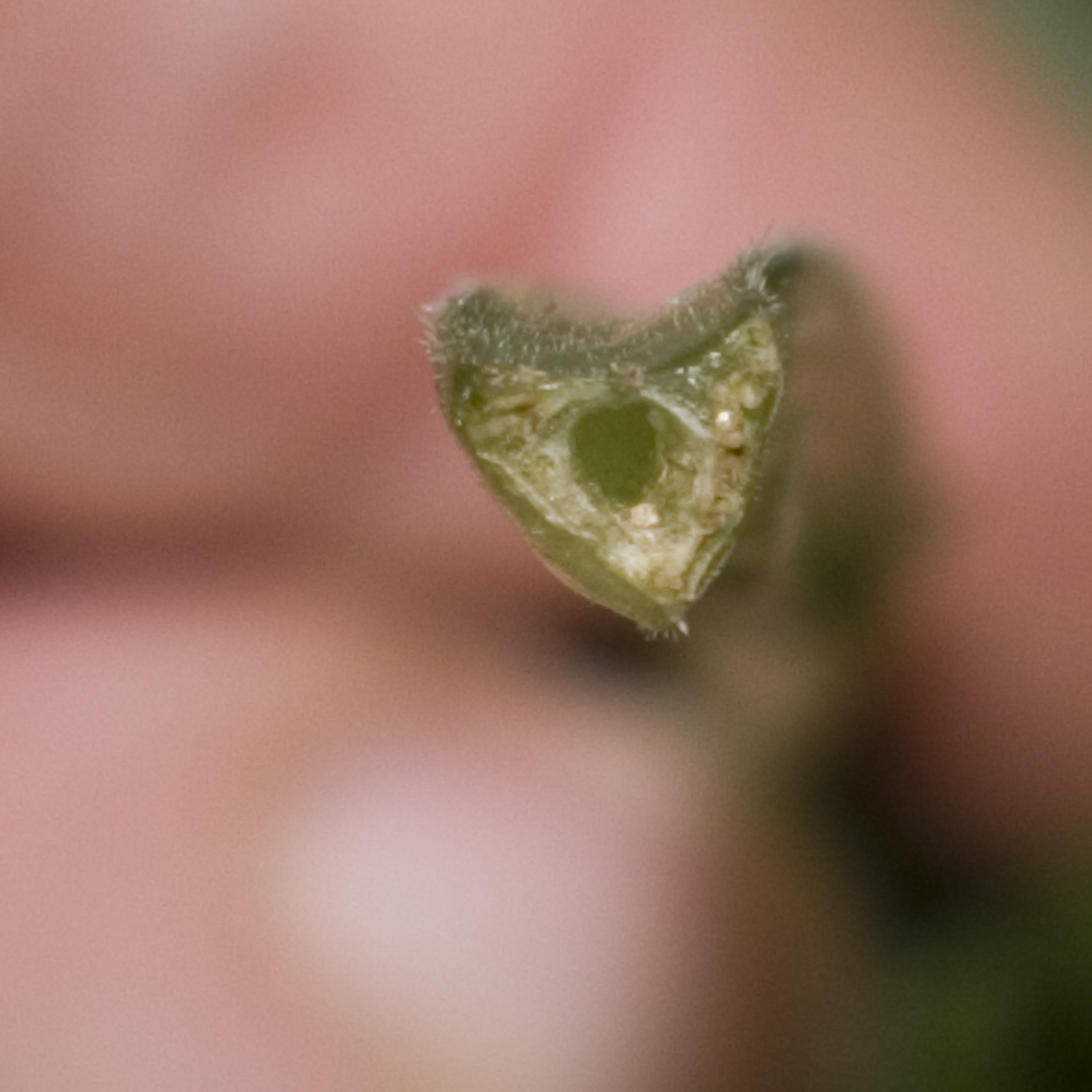Cow parsley- cut leaf stem