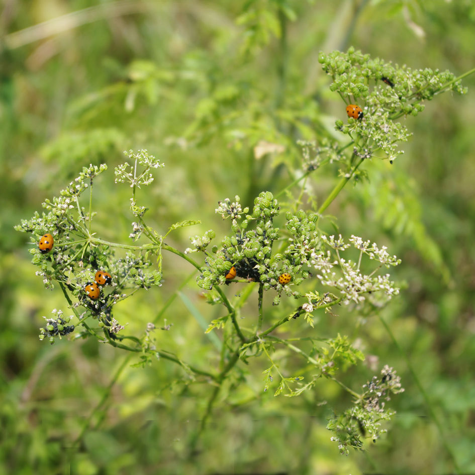 ladybirds-on-hemlock.jpg