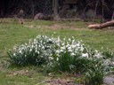 Rabbit with snowdrops