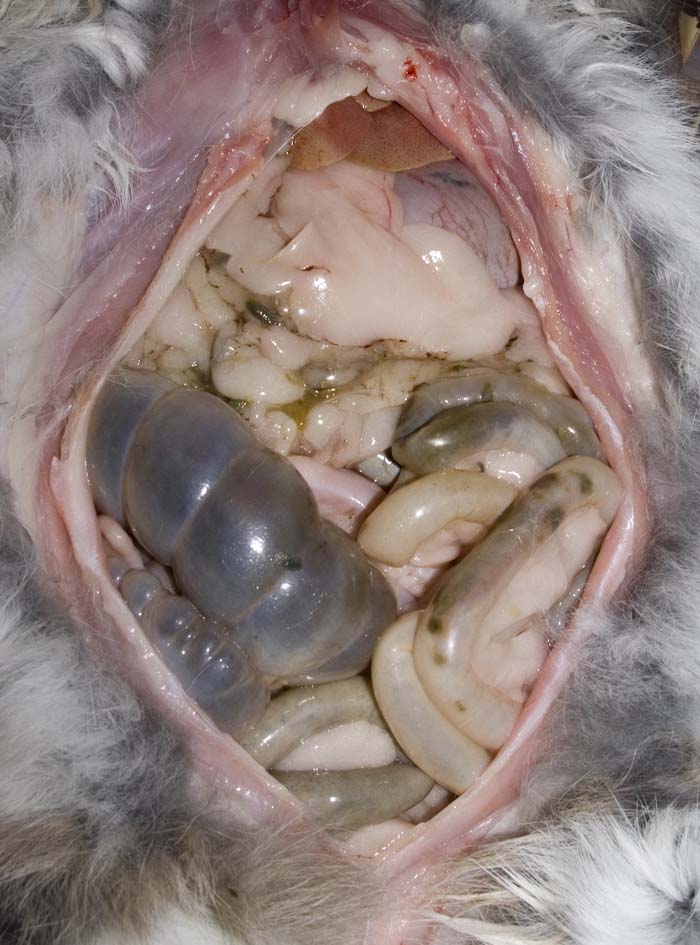 intestinal-contents-in-the-abdomen.jpeg