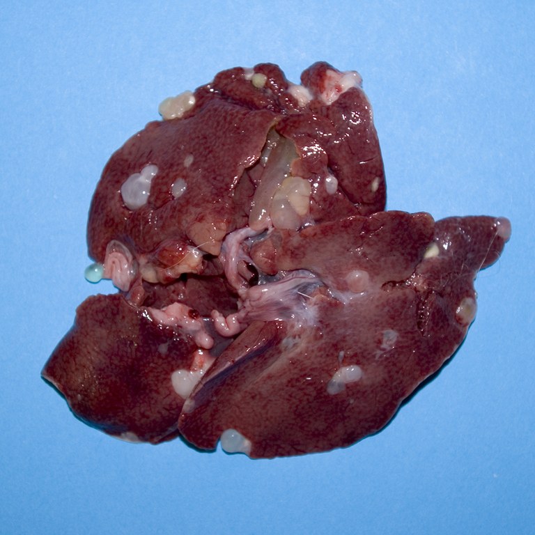 Cystic liver