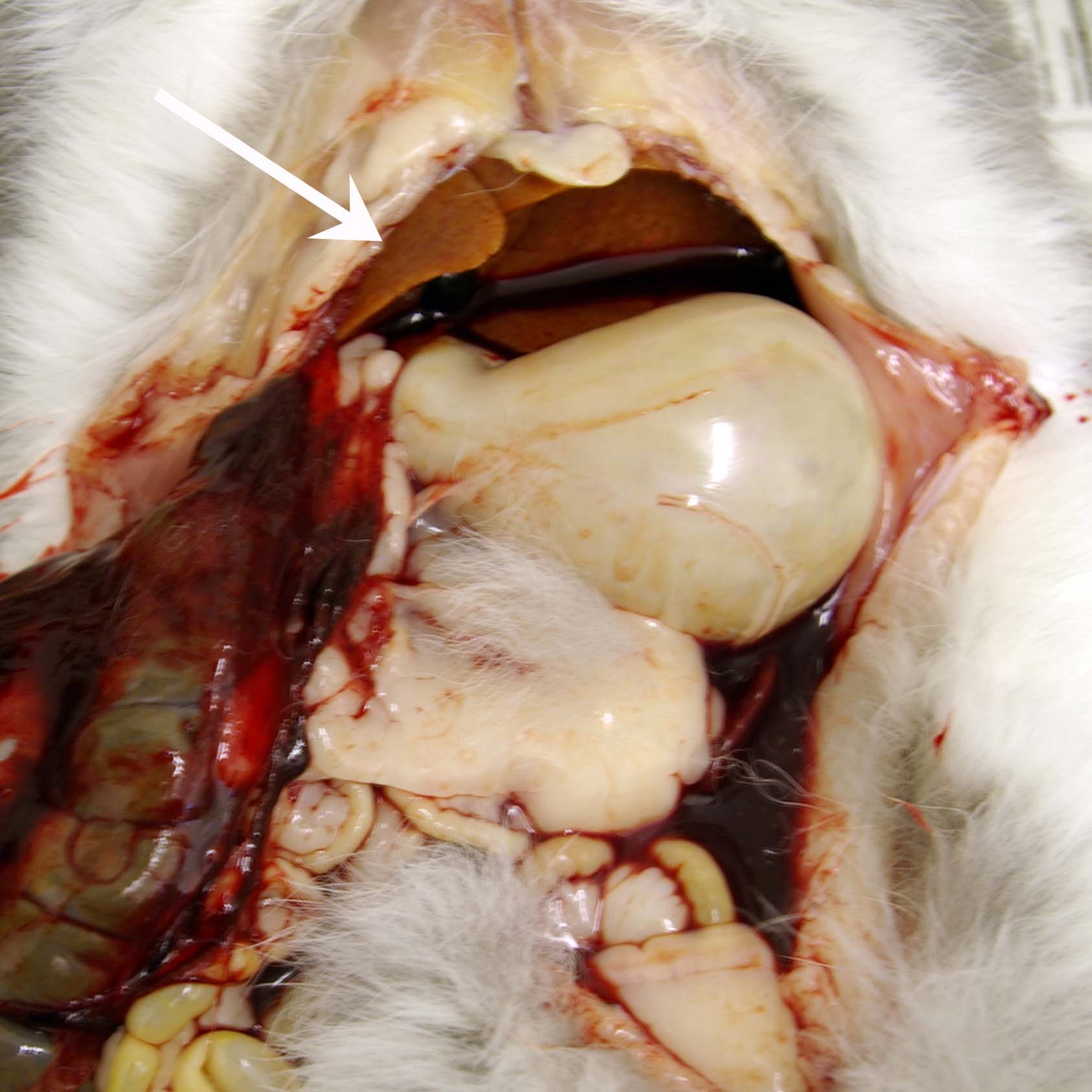 Hepatic lipidosis- ruptured liver