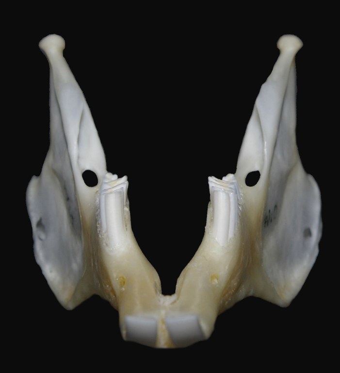 Mandible of rabbit with normal dentition