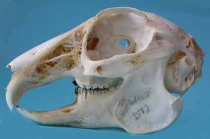 Skull from a rabbit with healthy teeth and bones