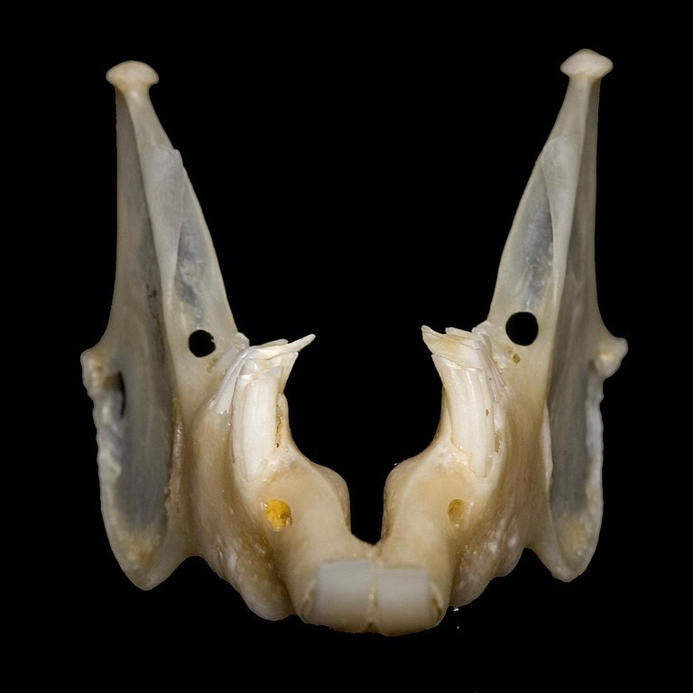 Mandible of rabbit with spurs on cheek teeth