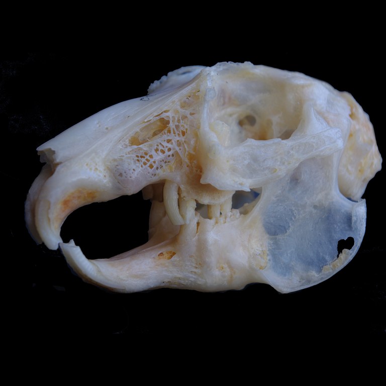 Skull showing many of the features of PSADD