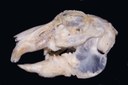 Skull of a rabbit with very advanced dental disease