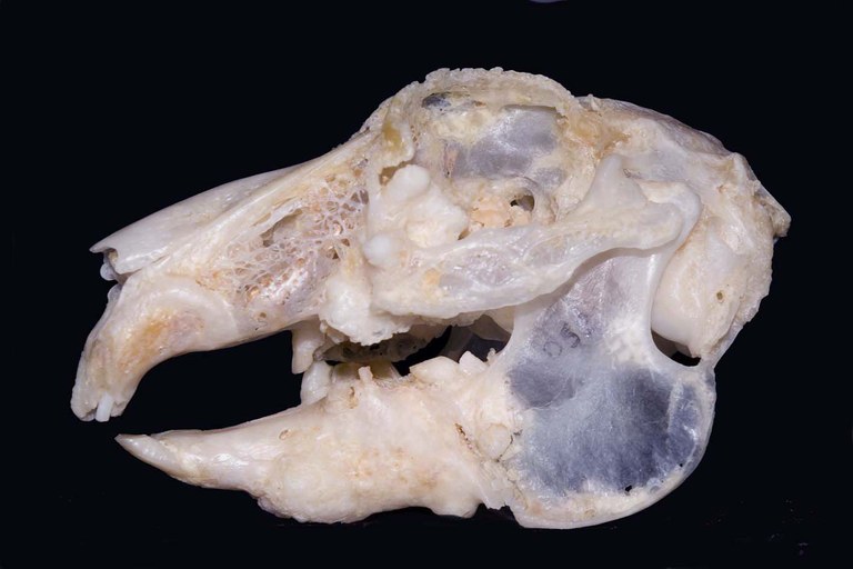 Skull of a rabbit with very advanced dental disease
