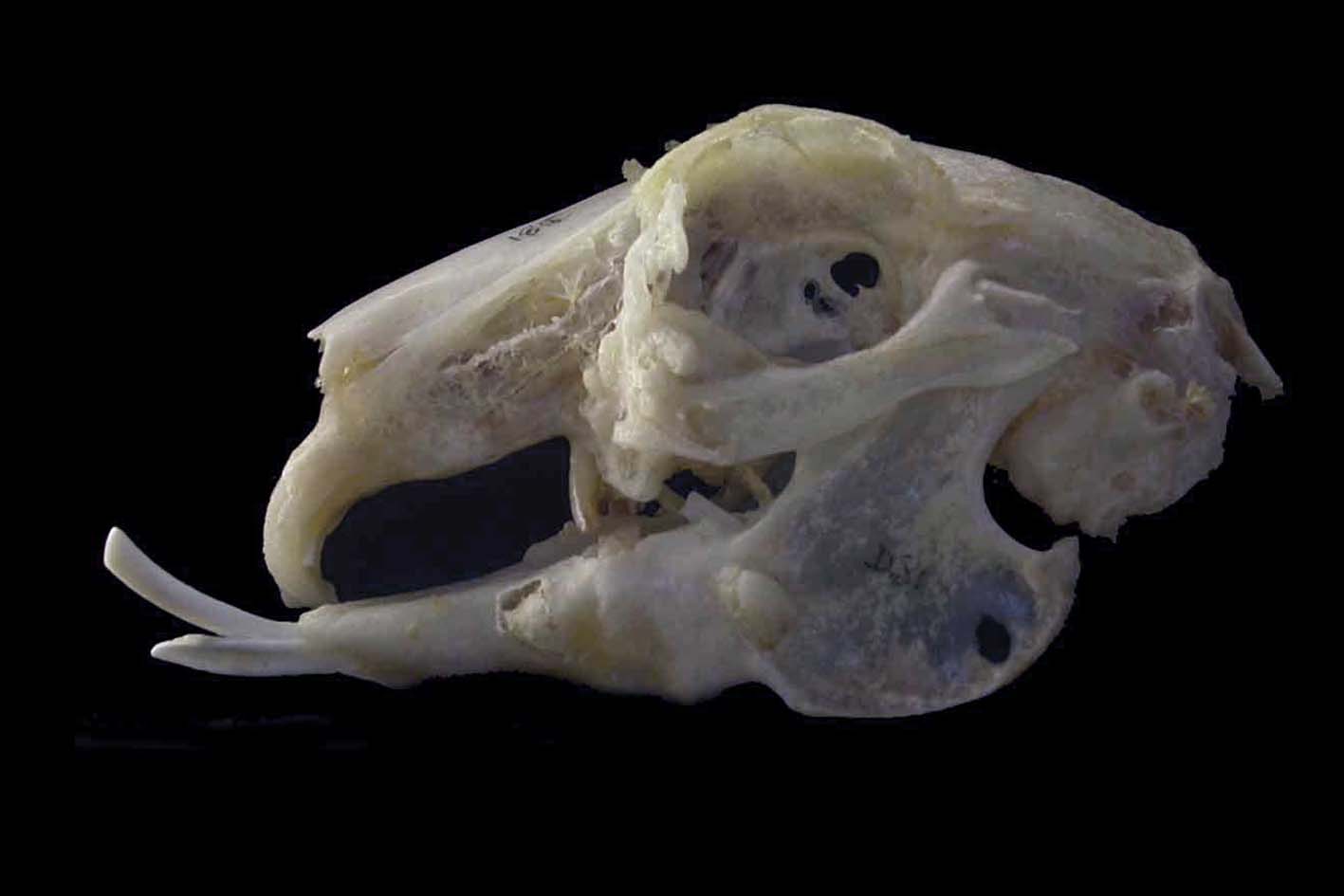 Skull of a rabbit with advanced dental disease