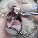 Dental spur causing an abscess