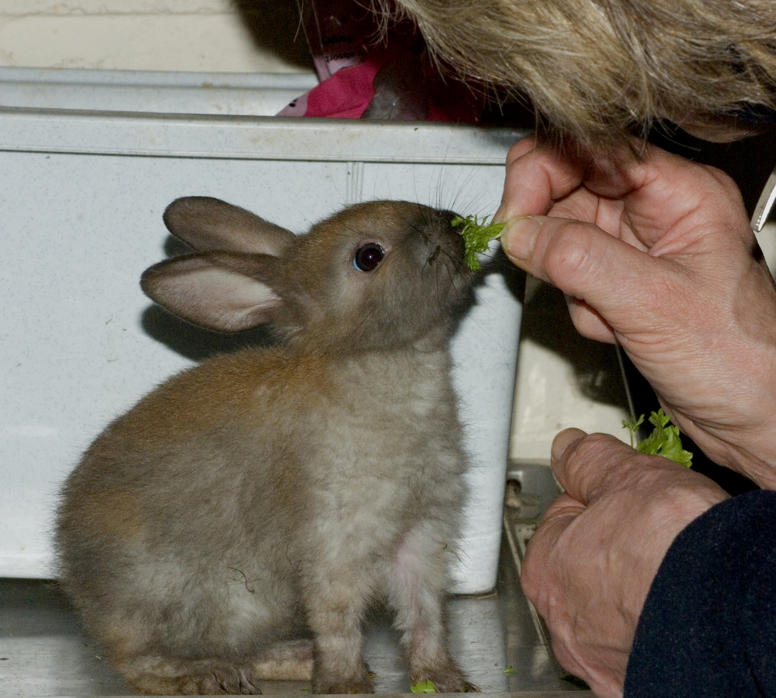 New baby rabbit