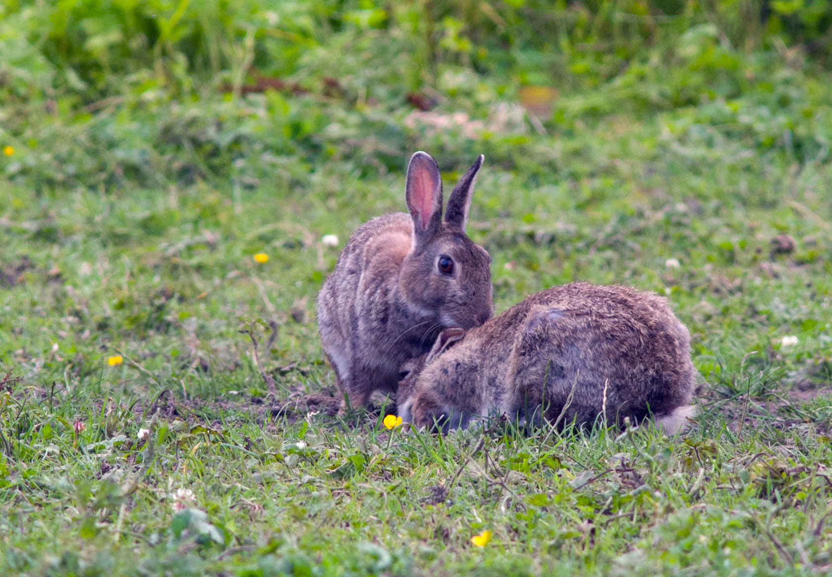 Mutual grooming