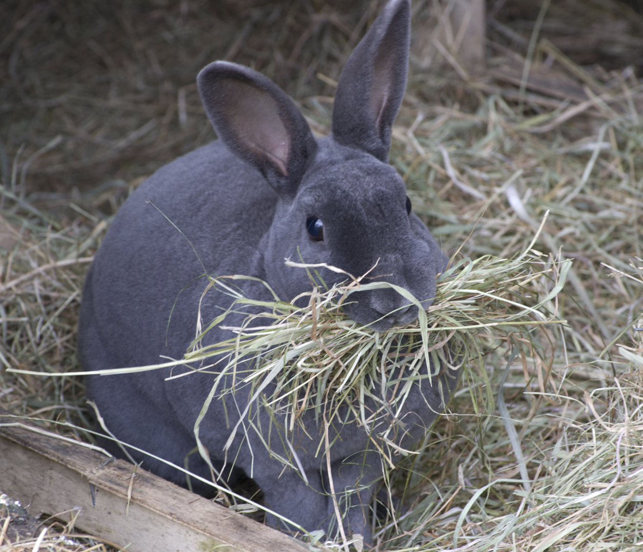 Carrying hay