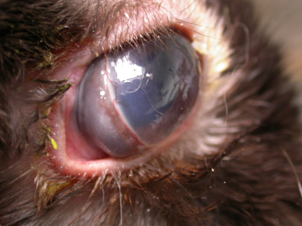 Common Rabbit Eye Problems to Keep an Eye Out For