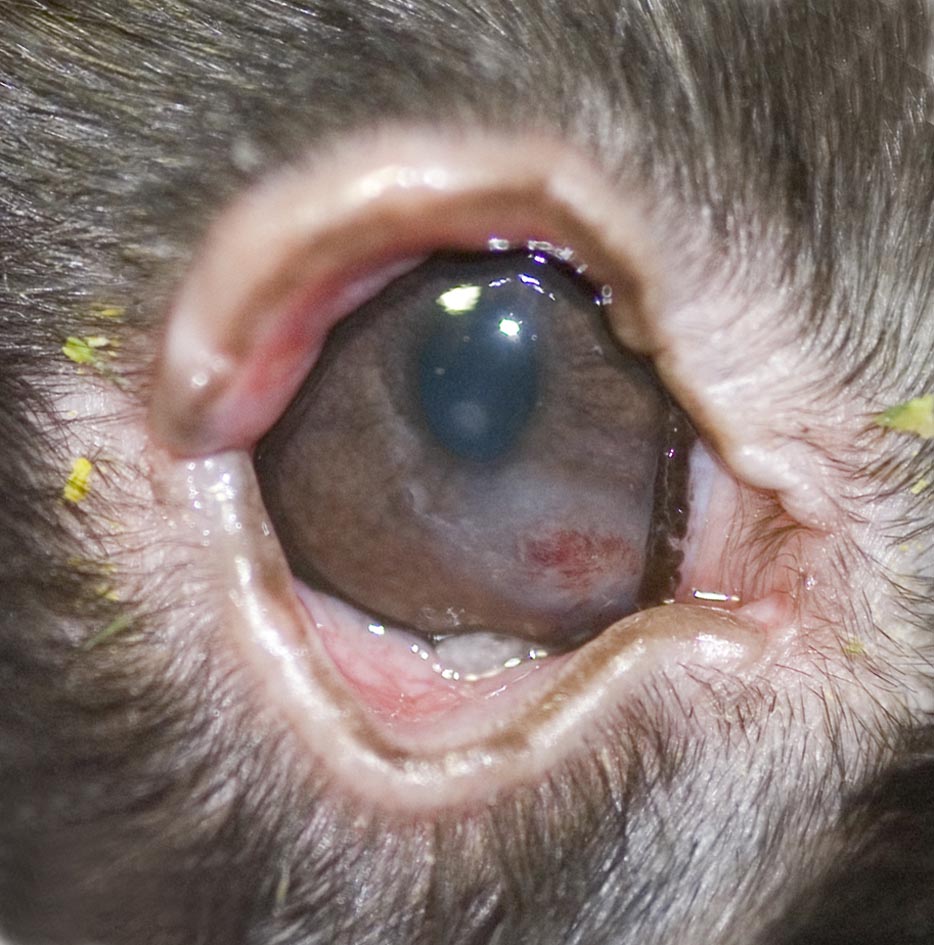 Corneal ulcer and keratitis caused by dacryocystitis
