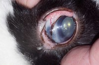 This eye shows many abnormalities. There is corneal oedema, Descemet's streaks (Haab's striae), enlargement of the globe (buphthalmos) and an area of pigmentation at the limbus.  There is mild episcleral congestion.  The upper eyelid has a dysplastic section with an abnormal rim.    
