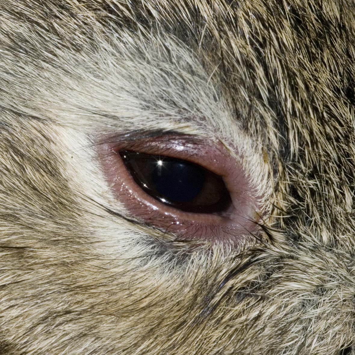 Myxomatosis swollen eyelids