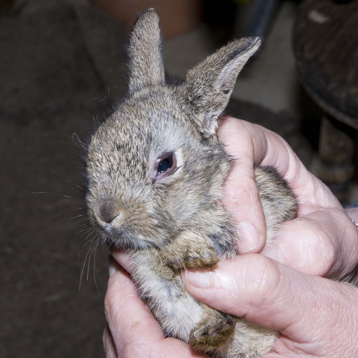 Baby wild rabbit