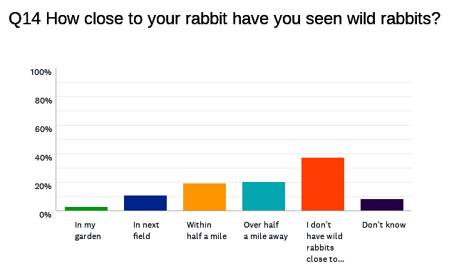 Wild rabbits